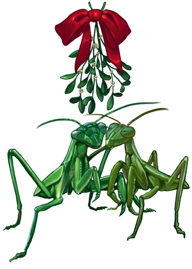 2013_christmascard_mantis1scaled